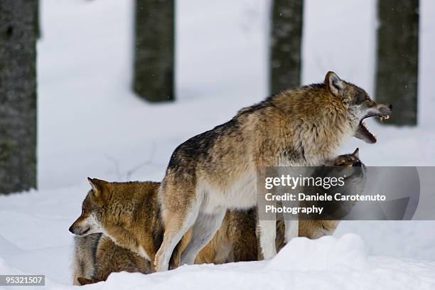 the alpha wolf - daniele carotenuto stock-fotos und bilder