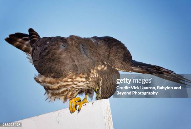 merlin cleaning beak on sign at jones beach - talon stock pictures, royalty-free photos & images