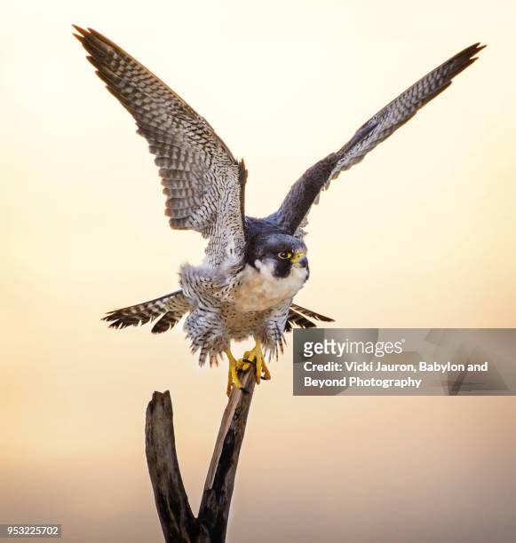 peregrine falcon with wings up on perch - letter v stockfoto's en -beelden