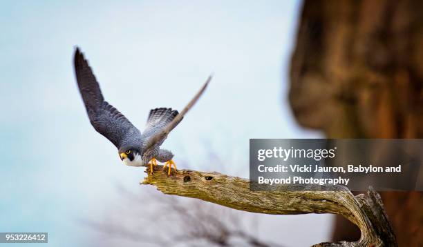 peregrine falcon taking off from branch on cliffside at state line - peregrine falcon stock pictures, royalty-free photos & images