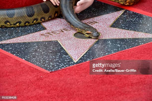 Steve Irwin honored posthumously with star on the Hollywood Walk of Fame on April 26, 2018 in Hollywood, California.