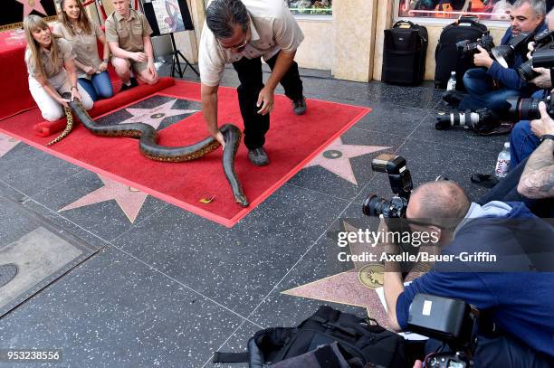 Terri Irwin, Bindi Irwin and Robert Irwin attend the ceremony honoring Steve Irwin with star on the Hollywood Walk of Fame on April 26, 2018 in...