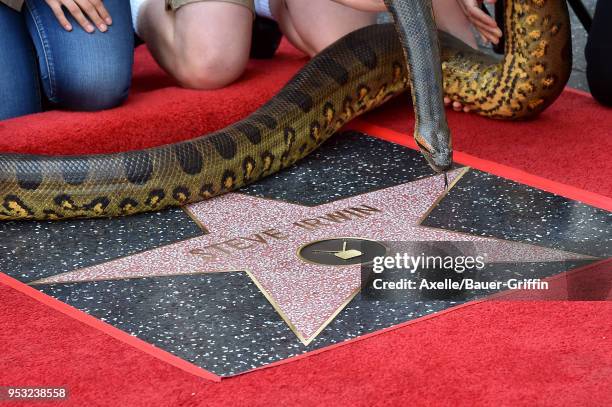 Steve Irwin honored posthumously with star on the Hollywood Walk of Fame on April 26, 2018 in Hollywood, California.