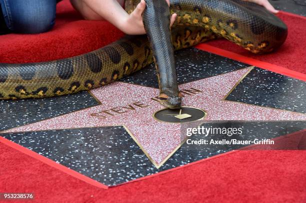 Steve Irwin honored posthumously with star on the Hollywood Walk of Fame on April 26, 2018 in Hollywood, California.