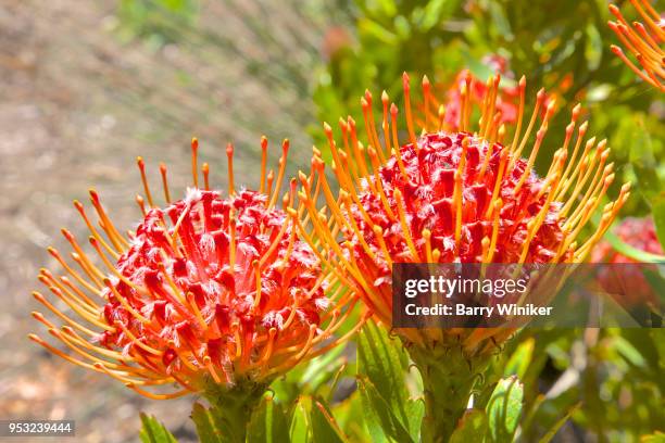 plant called protea with large red-orange blossom in april - protea stock pictures, royalty-free photos & images
