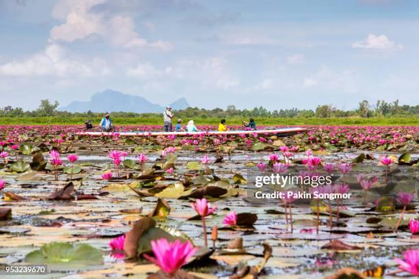 boat trip in thale noi pink lotus view point in wetlands thale noi - thale noi stock pictures, royalty-free photos & images