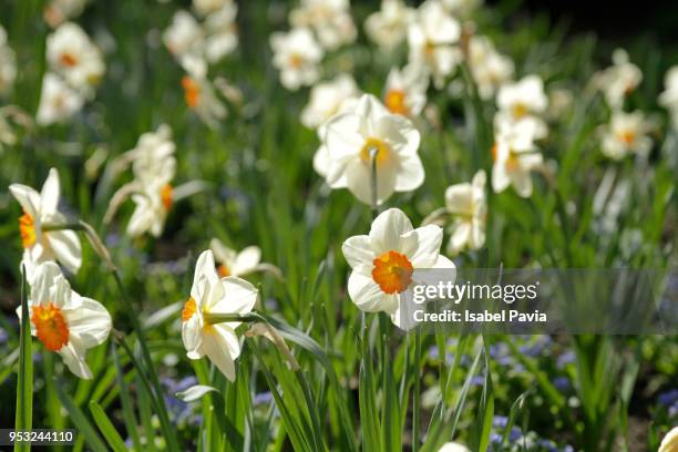 white flowers blooming in field - isabel pavia stock pictures, royalty-free photos & images