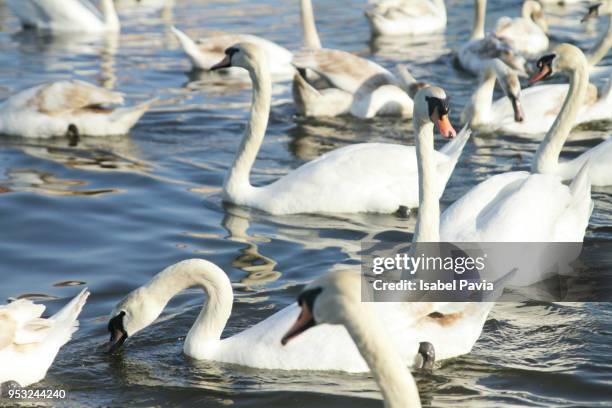 swans on the vltava river in prague - isabel pavia stock pictures, royalty-free photos & images