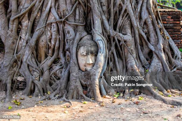 head of buddha statue in the tree roots at wat mahathat - religiöse stätte stock-fotos und bilder