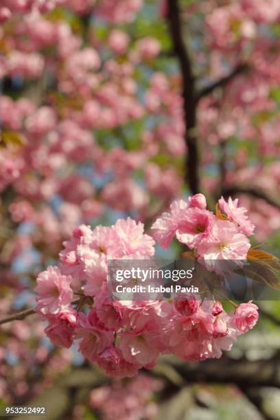 cherry blossom with beautiful bokeh - isabel pavia stock pictures, royalty-free photos & images