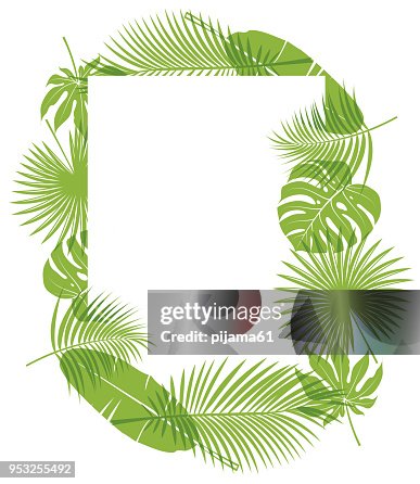 Plantes tropicales avec fond Plantes tropicales avec fond