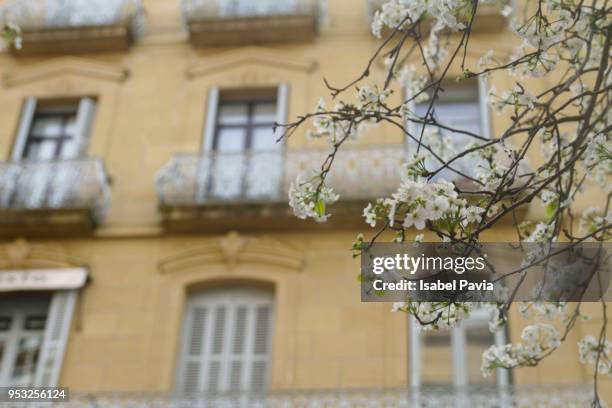 cherry blossom with beautiful building at background - isabel pavia stock pictures, royalty-free photos & images