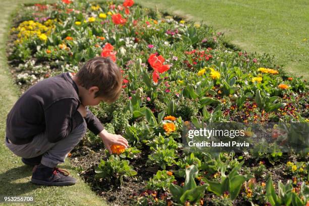 child picking flowers from a spring green meadow - isabel pavia stock pictures, royalty-free photos & images