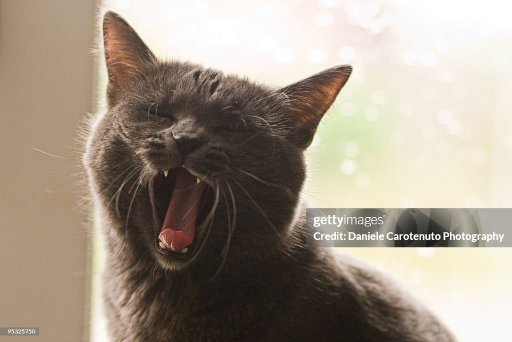 Cat yawn