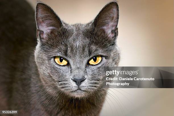 gray cat - daniele carotenuto stock-fotos und bilder