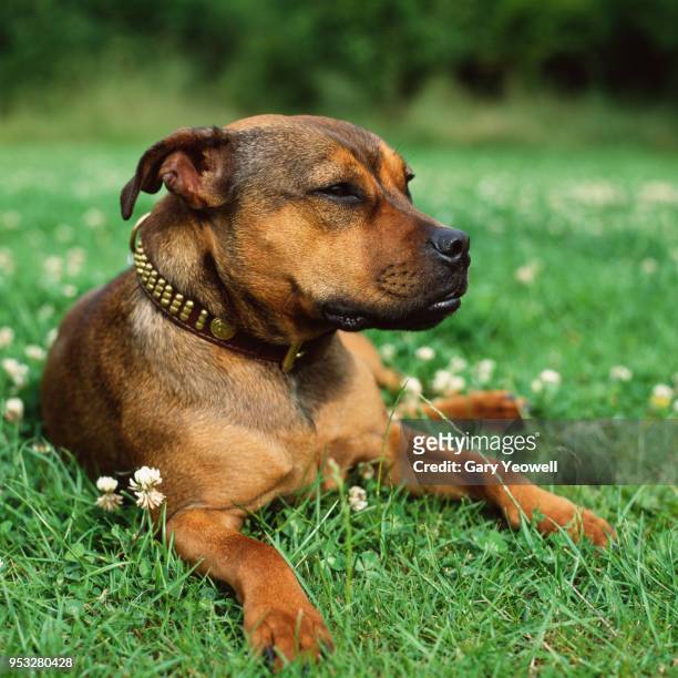 portrait of a staffordshire bull terrier - staffordshire bull terrier bildbanksfoton och bilder
