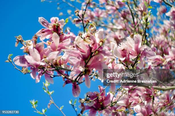 flowering magnolia tree branch - magnolio fotografías e imágenes de stock