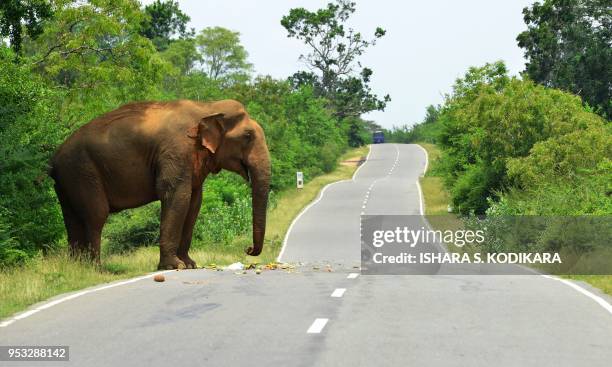 In this photograph taken on April 30 an elephant stands along the the Kataragama-Buttala road after Sri Lankan passersby feed fruits to the elephant,...