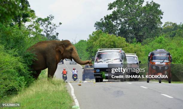 In this photograph taken on April 30 Sri Lankan passersby feed fruits to an elephant along the Kataragama-Buttala road in Kataragama.