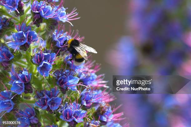 Echium candicans, commonly known as pride of Madeira, a species of flowering plant in the family Boraginaceae, native to the island of Madeira seen...