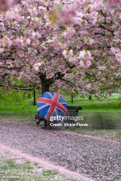 Man with a union jack umbrella sits on a bench under cherry blossom trees during rain and wet weather on April 30, 2018 in Greenwich Park in London,...