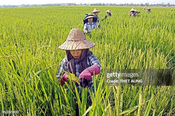 Myanmar Rural Rice Rice Plantation Myanmar Photos and Premium High Res Pictures - Getty Images