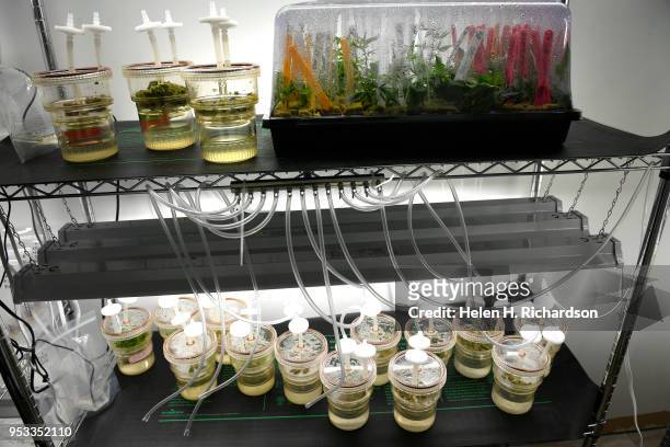 These are plant tissue cultures in the Industrial Hemp Propagation Lab at Ebbu, on April 18, 2018 in Evergreen, Colorado. Ebbu, an Evergreen-based...