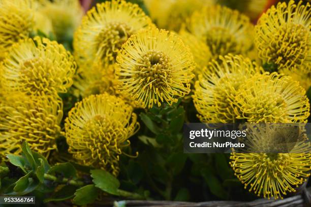 View of Pincushion Protea yellow flower. On Sunday, April 22 in Funchal, Madeira Island, Portugal.