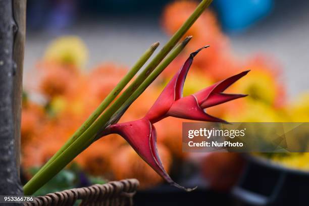 View of Heliconia bihai plant of the Heliconiaceae family. On Sunday, April 22 in Funchal, Madeira Island, Portugal.