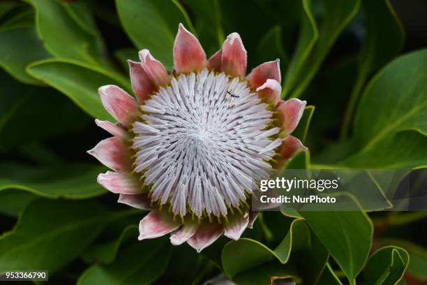 View of Protea cynaroides, one of the Top 10 Madeiran Flowers. On Sunday, April 22 in Funchal, Madeira Island, Portugal.