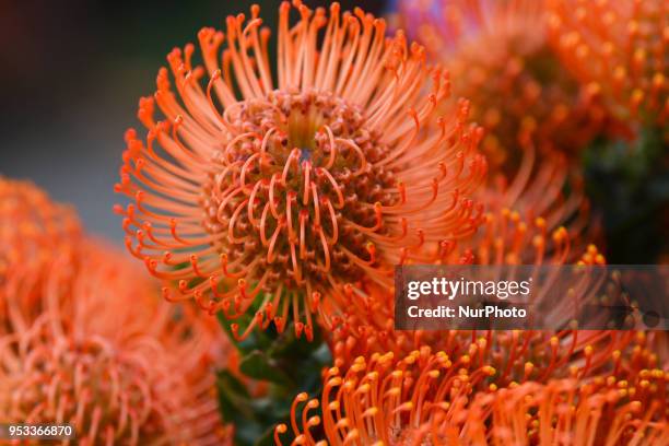 View of Pincushion Protea Flower. On Sunday, April 22 in Funchal, Madeira Island, Portugal.