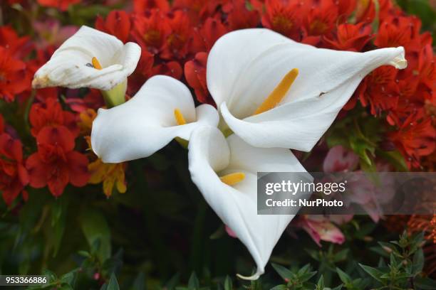 View of Arum Lily, one of the Top 10 Madeiran Flowers. On Sunday, April 22 in Funchal, Madeira Island, Portugal.