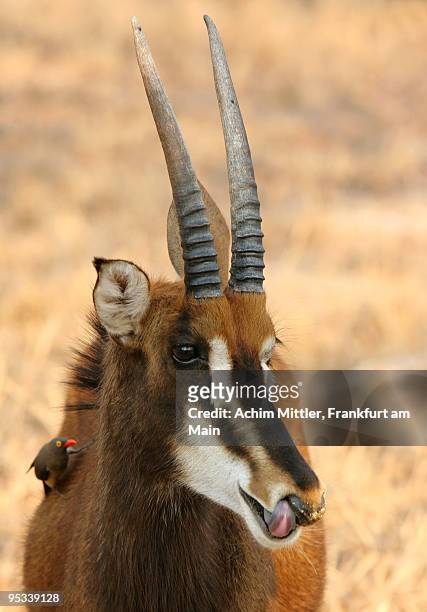 female sable antilope with red billed oxpecker - picoteador de pico rojo fotografías e imágenes de stock