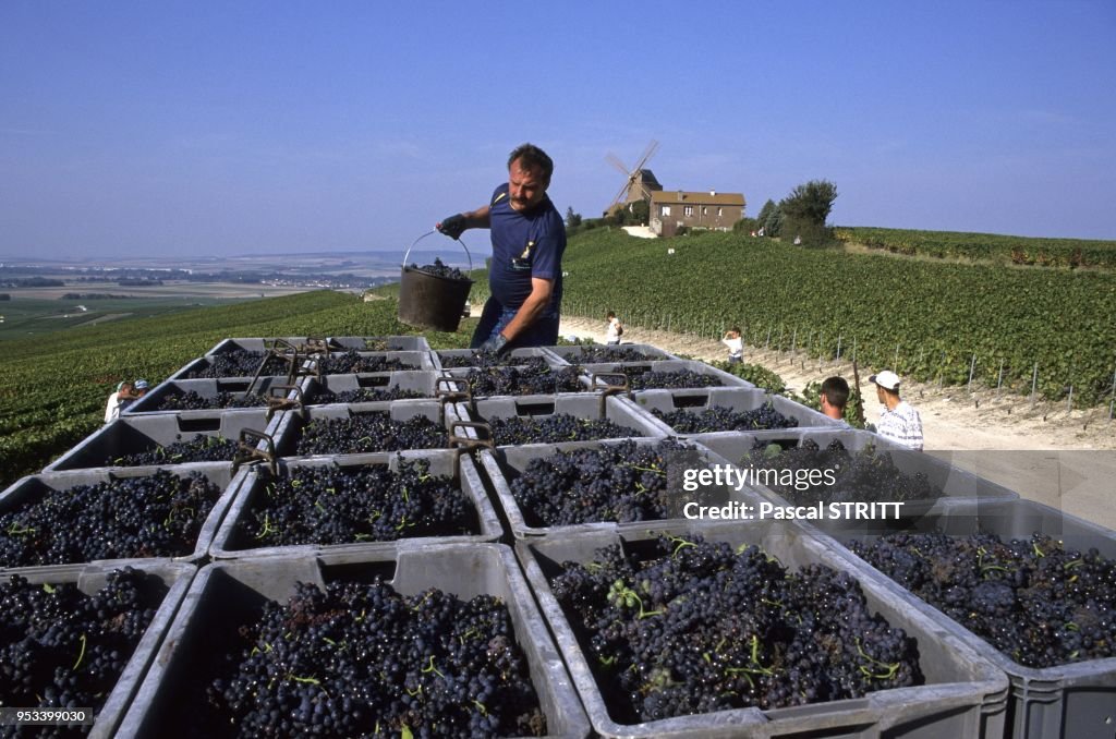 GRAPE HARVEST