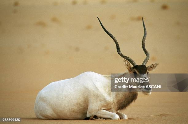 Massif de Termit, Niger. Addax L'addax est la derniere plus grande antilope saharienne sauvage encore vivante dans les endroits les plus...