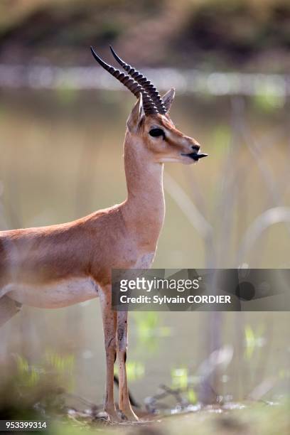 61 Chinkara Gazelle Photos and Premium High Res Pictures - Getty Images