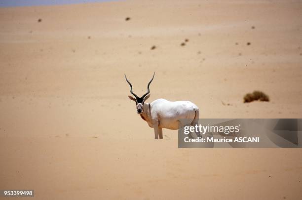Massif de Termit, Niger. Addax L'addax est la derniere plus grande antilope saharienne sauvage encore vivante dans les endroits les plus...