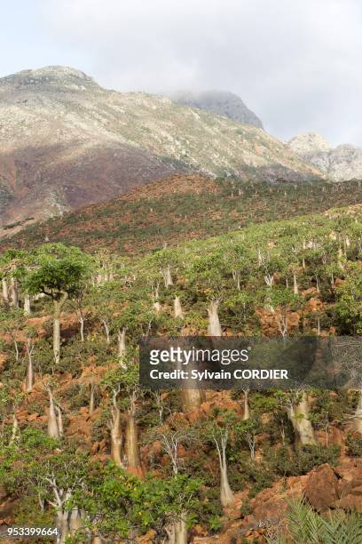 Yemen, Aden Governorate, Socotra Island, listed as World Heritage by UNESCO, Homhil plateau , Rose of Desert .
