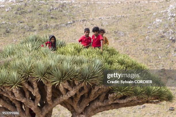 Yemen, Aden Governorate, Socotra Island, listed as World Heritage by UNESCO, Dixam , Dragon tree , children on the tree.