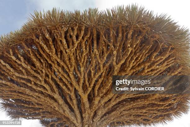 Yemen, Aden Governorate, Socotra Island, listed as World Heritage by UNESCO, Diksam , Dragon's blood tree .