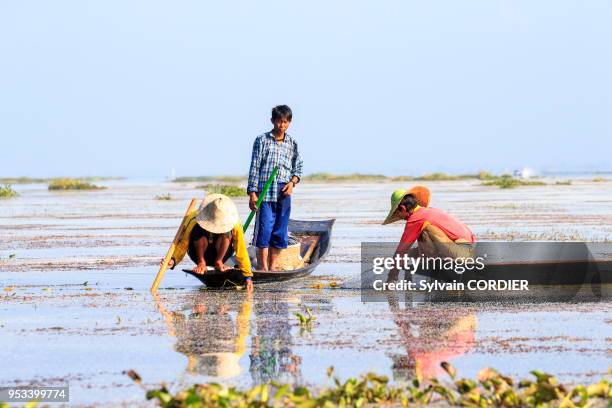 Myanmar , province de Shan, Lac Inle, village Nyaungshwe, pêcheur Intha pêchant dans le lac, pêche au filet. Myanmar, Shan state, Inle lake,...