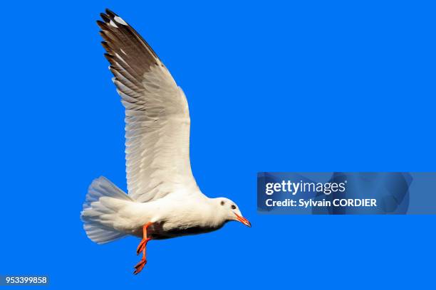 Myanmar , province de Shan, Lac Inle, Mouette du Tibet , en vol. Myanmar, Shan State, Inle lake, Brown-headed gull , flying.