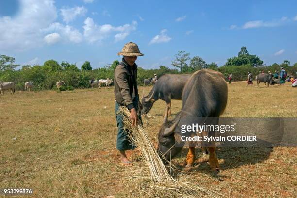 Myanmar , province de Shan, Lac Inle, agriculteur au marché aux bestiaux. Myanmar, Shan State, Inle lake, farmer, cows market.