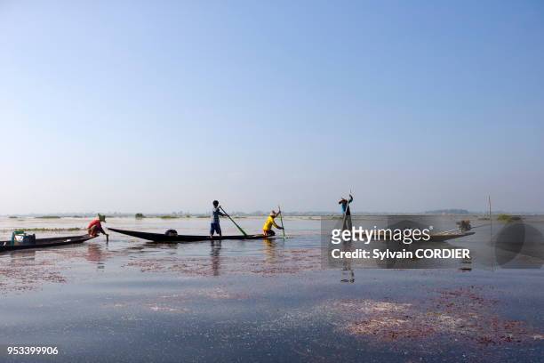 Myanmar , province de Shan, Lac Inle, village Nyaungshwe, pêcheur Intha pêchant dans le lac, pêche au filet. Myanmar, Shan state, Inle lake,...