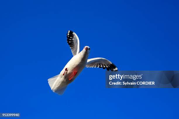 Myanmar , province de Shan, Lac Inle, Mouette du Tibet , en vol. Myanmar, Shan State, Inle lake, Brown-headed gull , in flight.