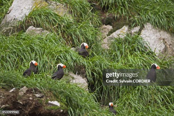 Federation de Russie, District autonome de Chukotka, Mer de Bering, Baie de Preobrazheniya pres du cap Dezhnev (le point le plus au nord est du...