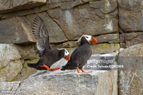Federation de Russie, District autonome de Chukotka, Mer de Bering, Baie de Preobrazheniya pres du cap Dezhnev (le point le plus au nord est du...