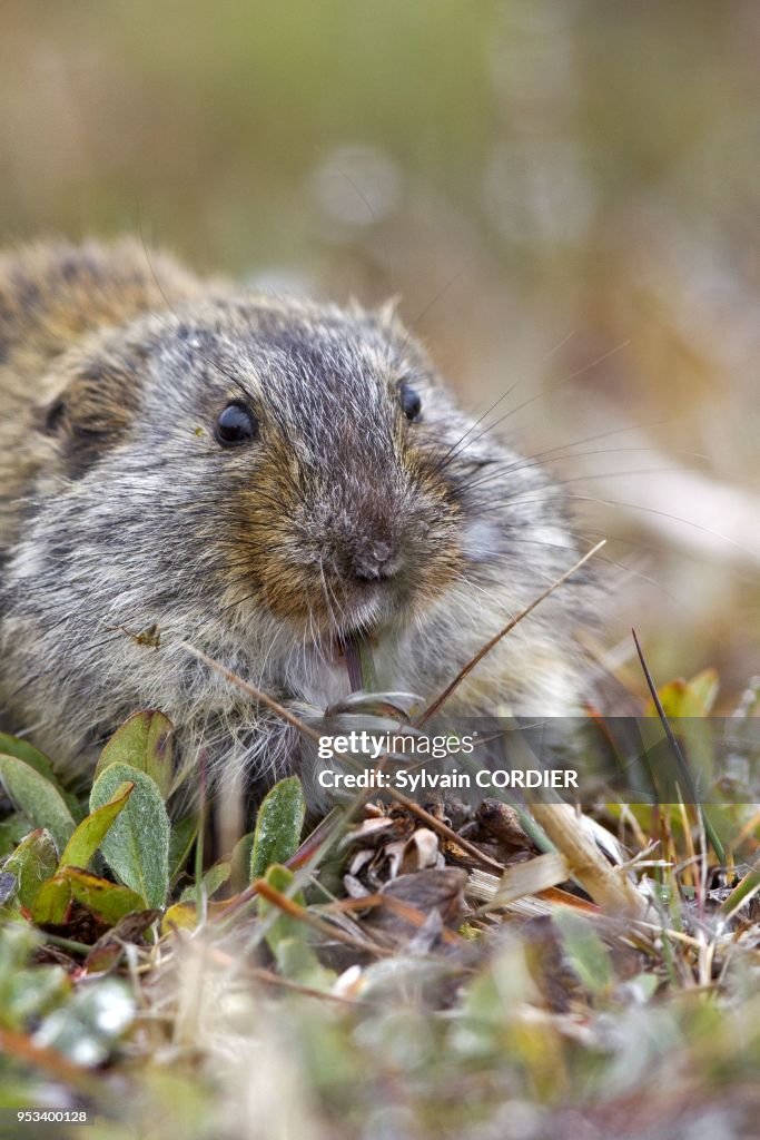 Russie, Lemming de Siberie
