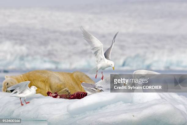 Norway, Spitzbergern, Svalbard, Polar Bear with pieces of a killed seal and Glaucous gull.