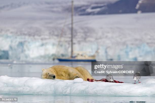 Norway, Spitzbergern, Svalbard, Polar Bear with pieces of a killed seal and Glaucous gull.